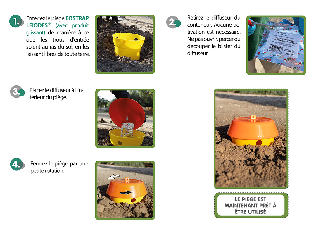 Hoja de montaje de Leiodes